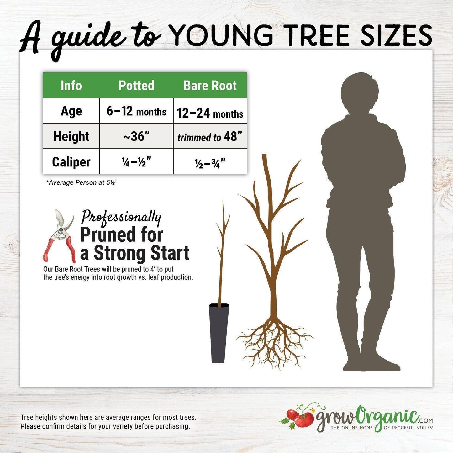 Flavor King Pluot Tree