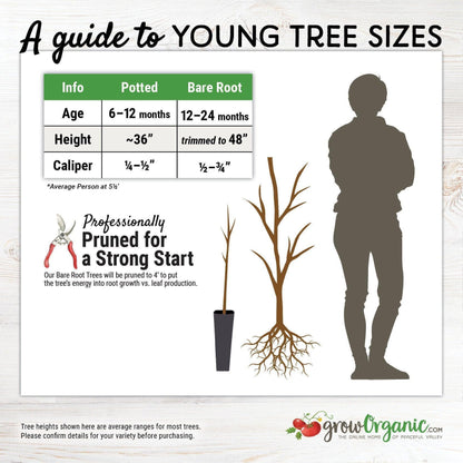 Flavor King Pluot Tree