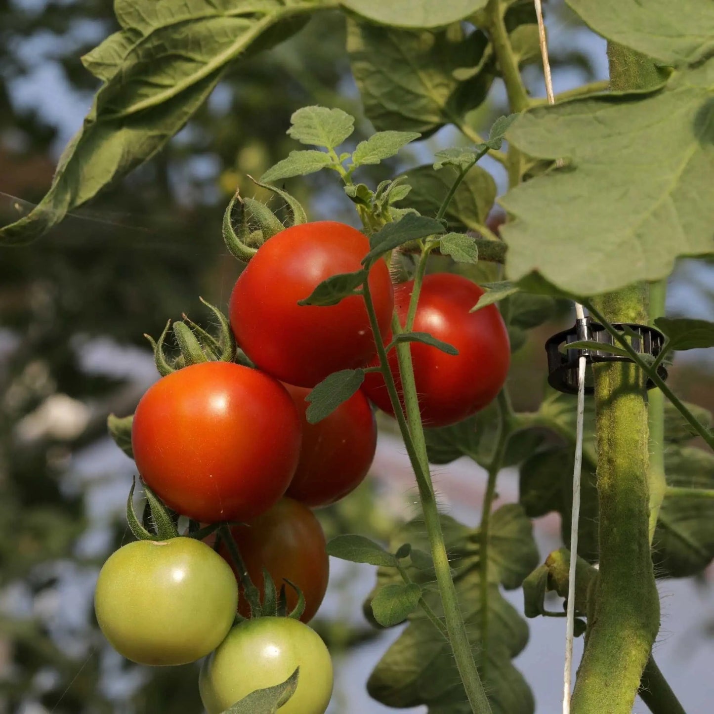 Tomato Roller Hooks