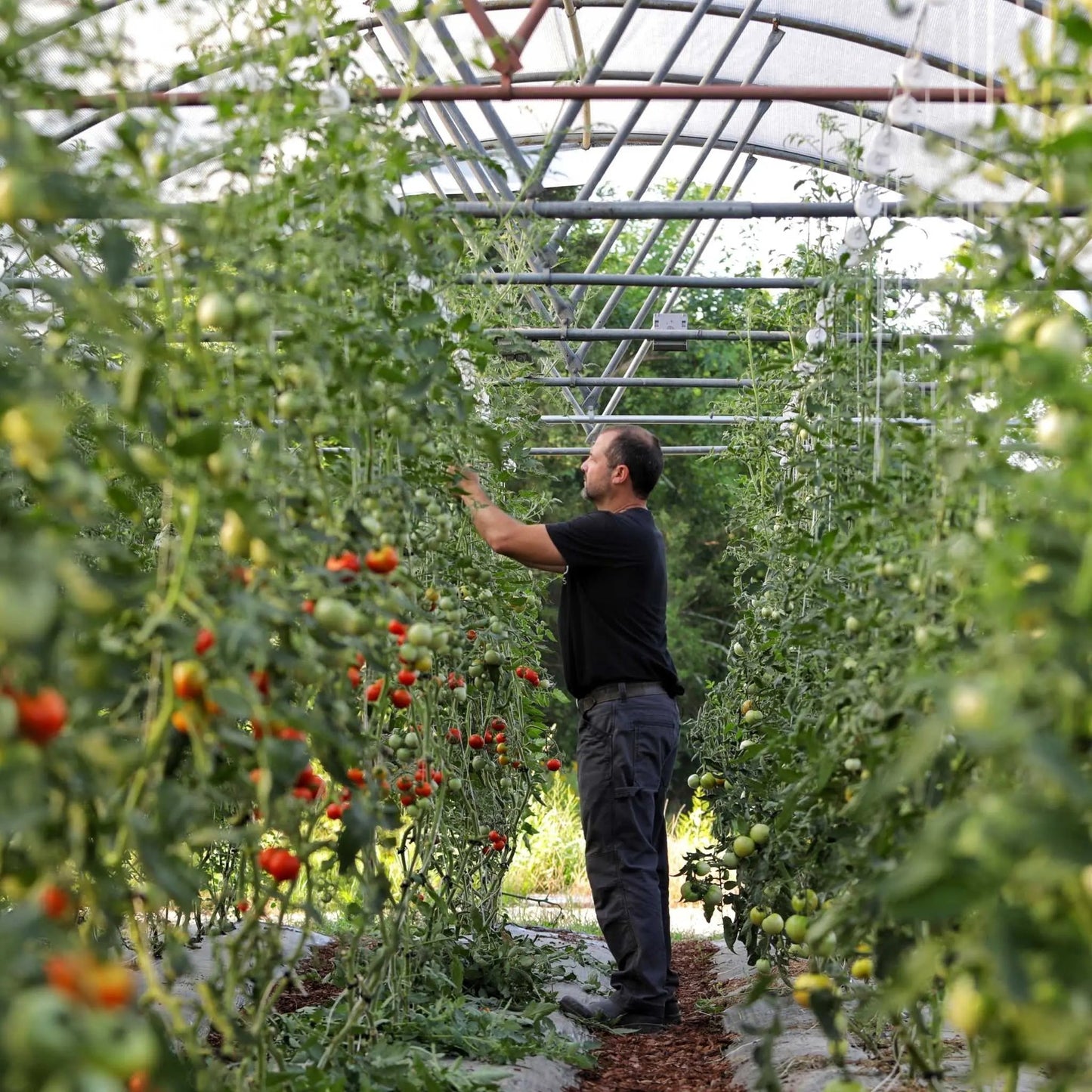 Tomato Roller Hooks