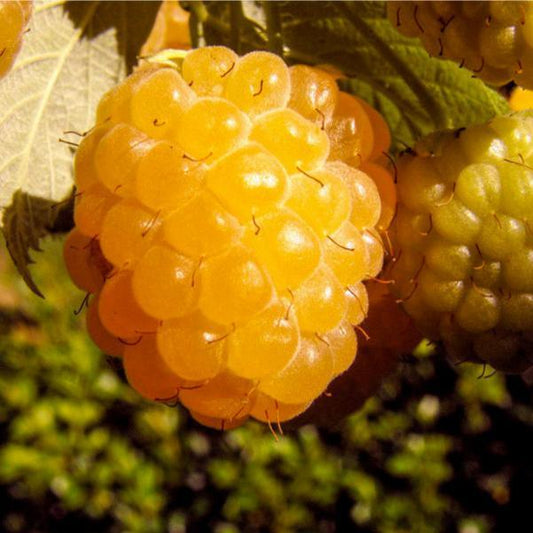 Raspberry Yellow Honey Queen