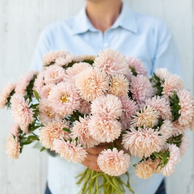 Apricot Aster