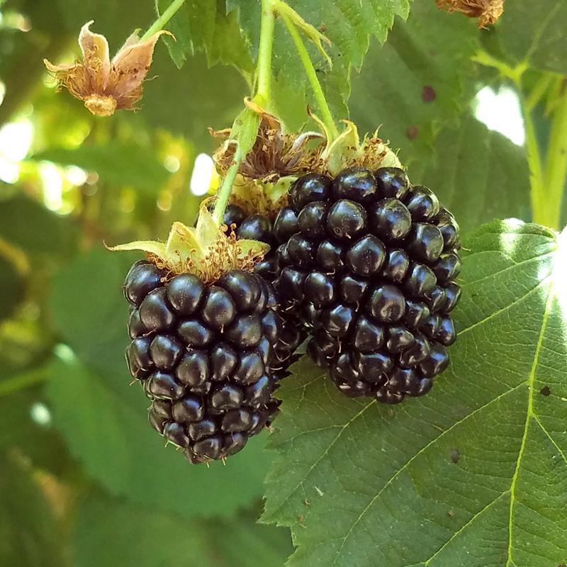 Black Satin Thornless Blackberry