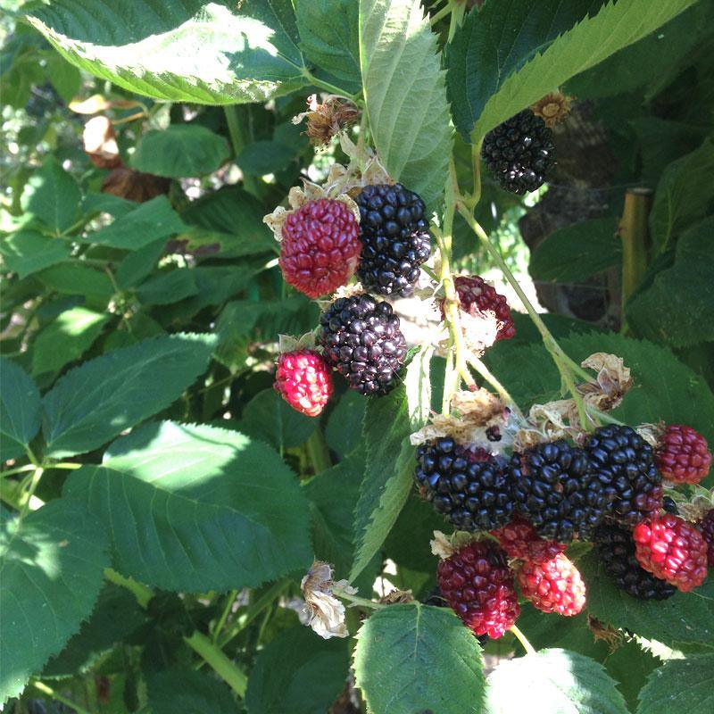 Potted Blackberry - Navaho (Thornless)