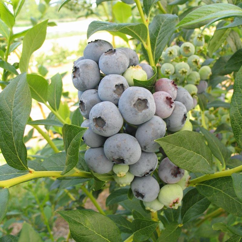 Bluecrop Blueberry (Mid Harvest)