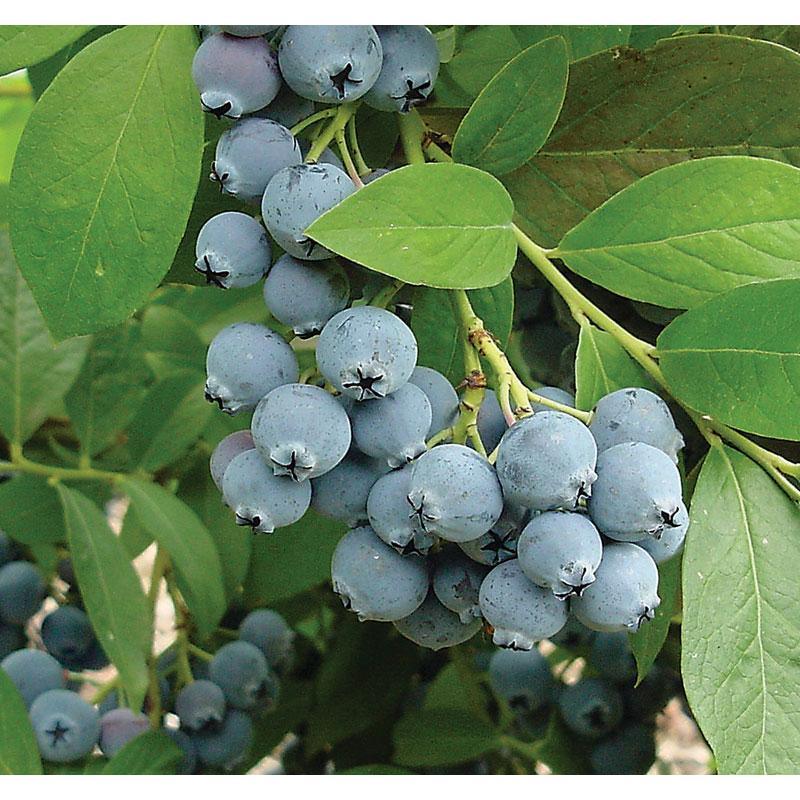 Jubilee Blueberry (Mid to Late Harvest)
