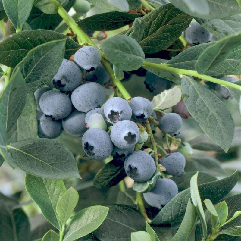 Misty Blueberry (Early Harvest)
