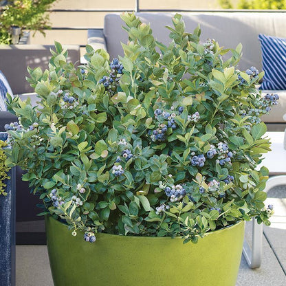 Potted Blueberry - Peach Sorbet
