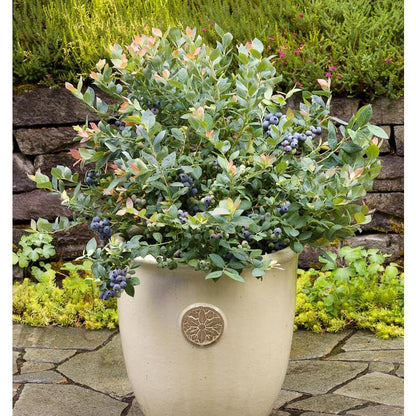 Potted Blueberry - Pink Icing