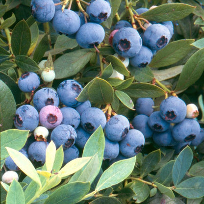 Sunshine Blue Blueberry (Mid to Late Harvest)