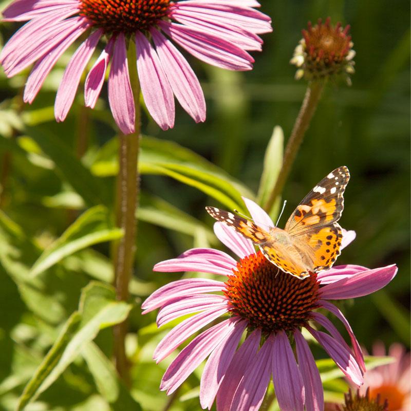 Butterfly Garden Wildflower Mix (pack)