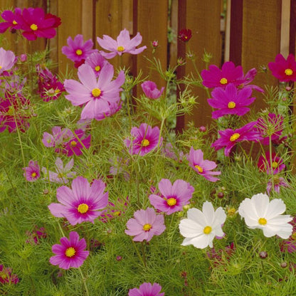 Cosmos, Sensation Mix (1/4 lb)