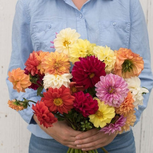Dahlia Mix
