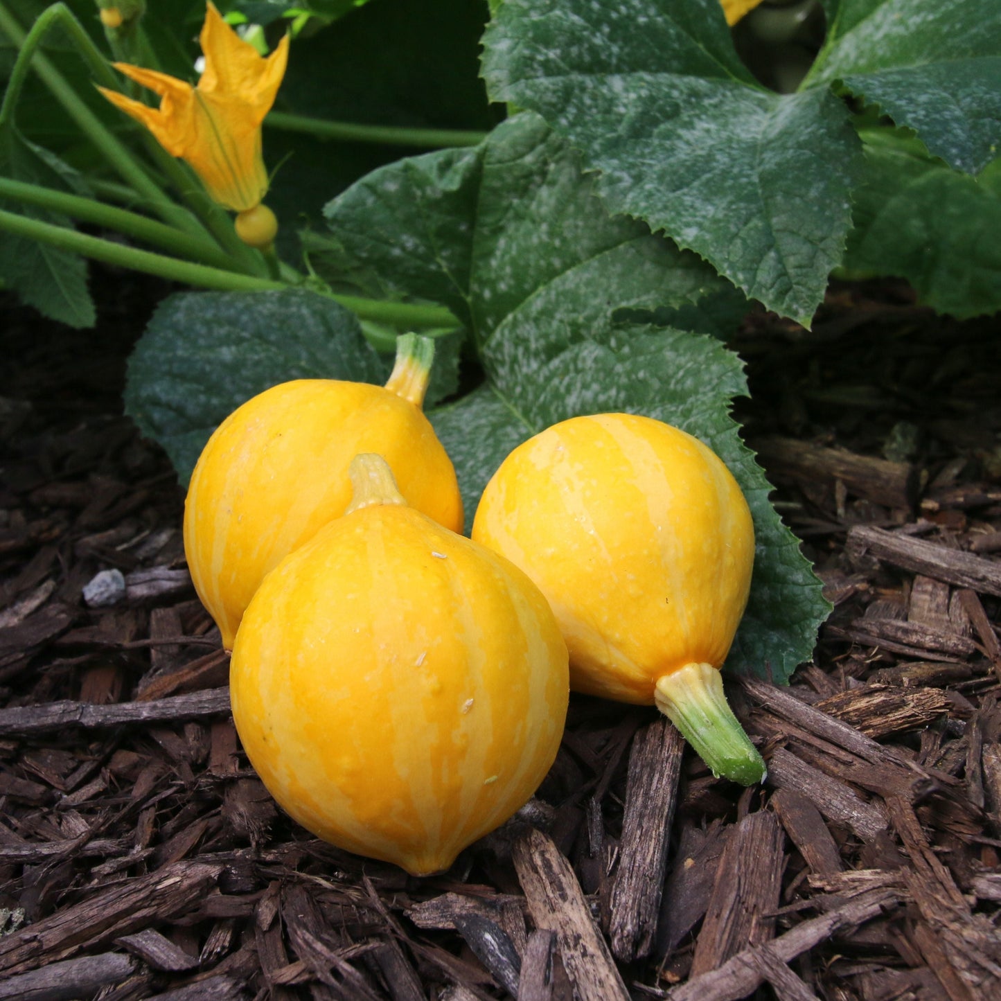 Lemon Squash