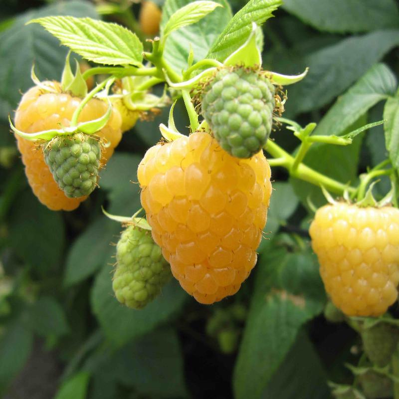 Fall Gold Raspberry Specimen Raspberry - Fall Gold – Set Apart Farm & Gardens
