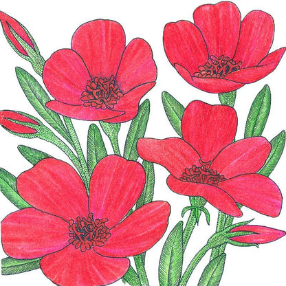 Flax, Scarlet (1/4 lb)