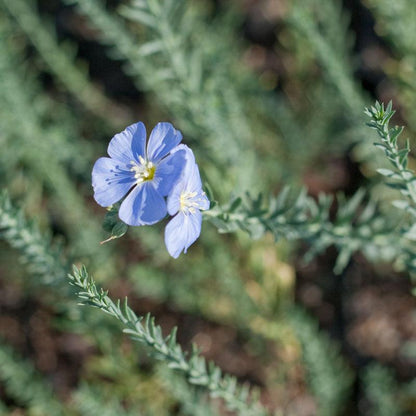 Flax, Blue (pack)