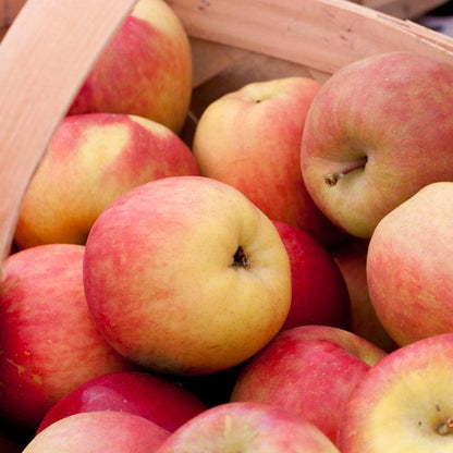 Dwarf Fuji Apple Tree