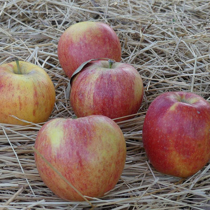 Gala Apple Tree