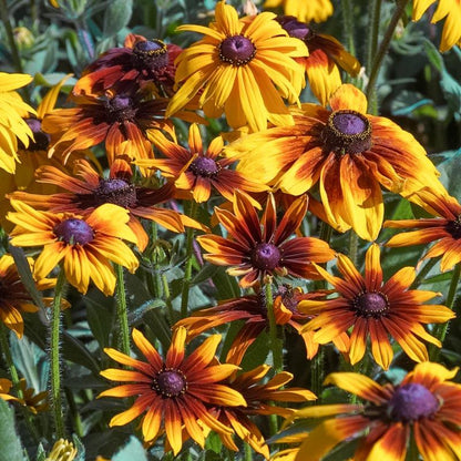 Daisy, Gloriosa (1/4 lb)