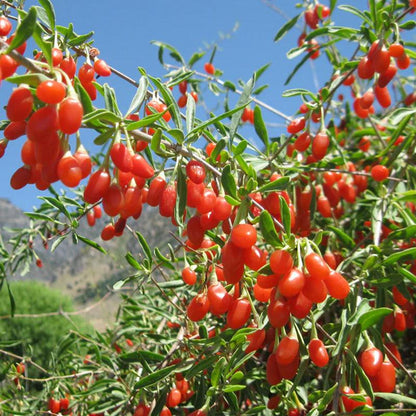 Potted Goji Berry - Phoenix Tears