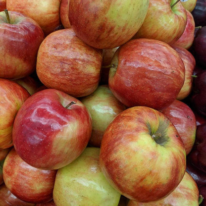 Honey Crisp Apple Tree