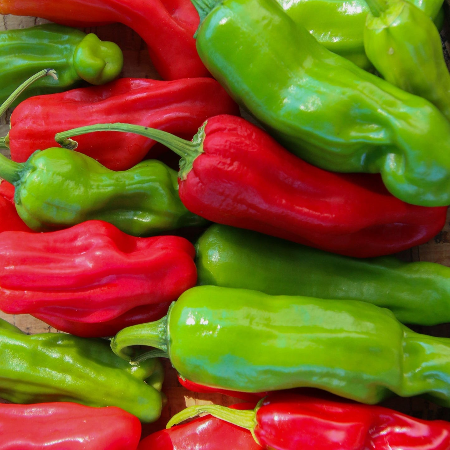 Shishito Pepper