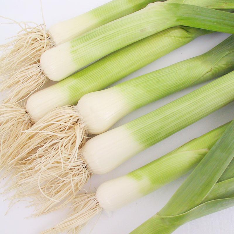 Varna Leek Seeds (Organic)