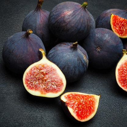 Improved Brown Turkey Potted Fig Tree
