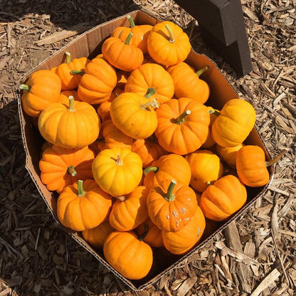 Jack Be Little Pumpkin Seeds (Organic)