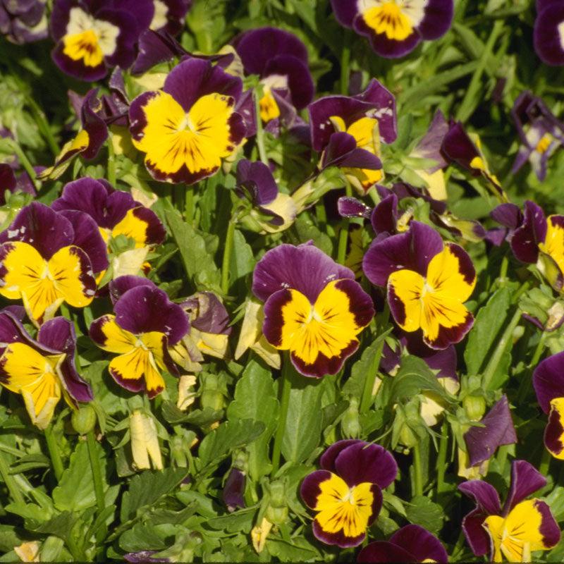Johnny Jump Up Viola (pack)