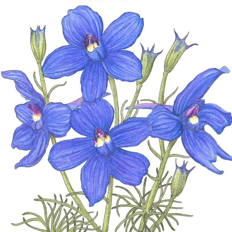 Larkspur Mix (1/4 lb)
