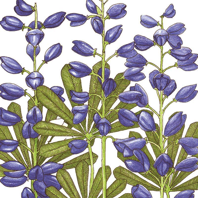 Lupine, Perennial (1/4 lb)