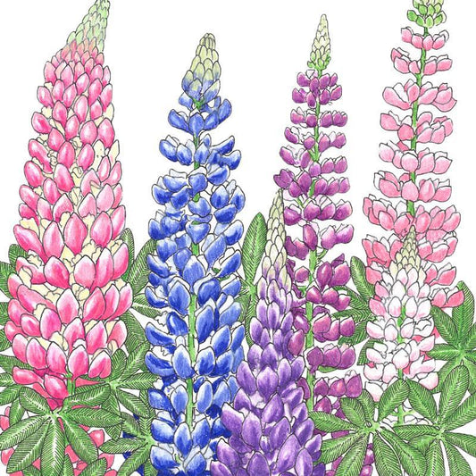 Lupine, Russell (1/4 lb)
