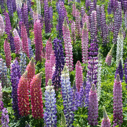 Lupine, Russell (lb)
