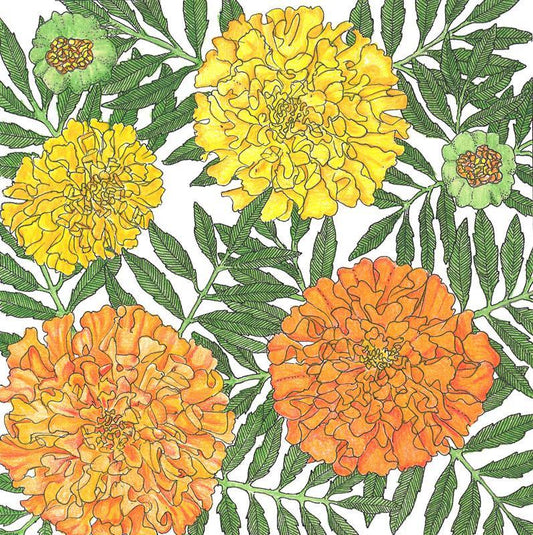 Marigold, African (1/4 lb)