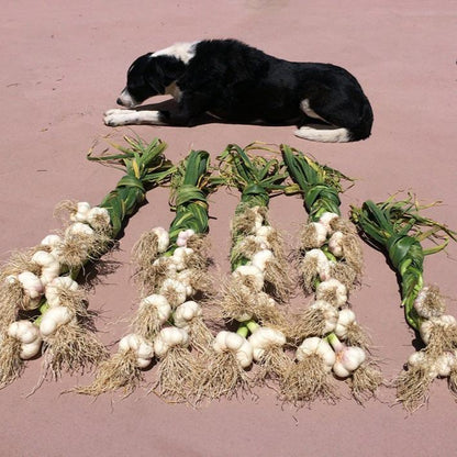 Music Garlic (Lb)