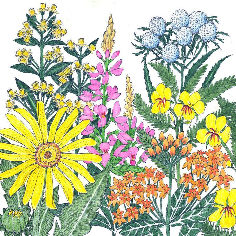 North American Clay Soil-Loving Native Wildflower Mix (lb)