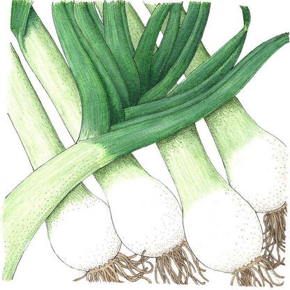 Varna Leek Seeds (Organic)