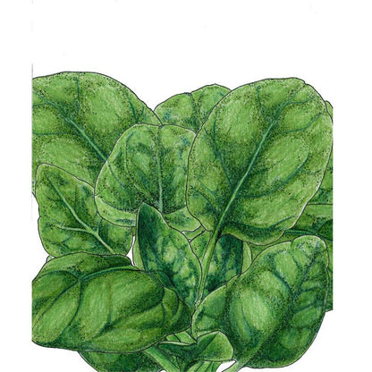 Verdil Spinach Seeds (Organic)