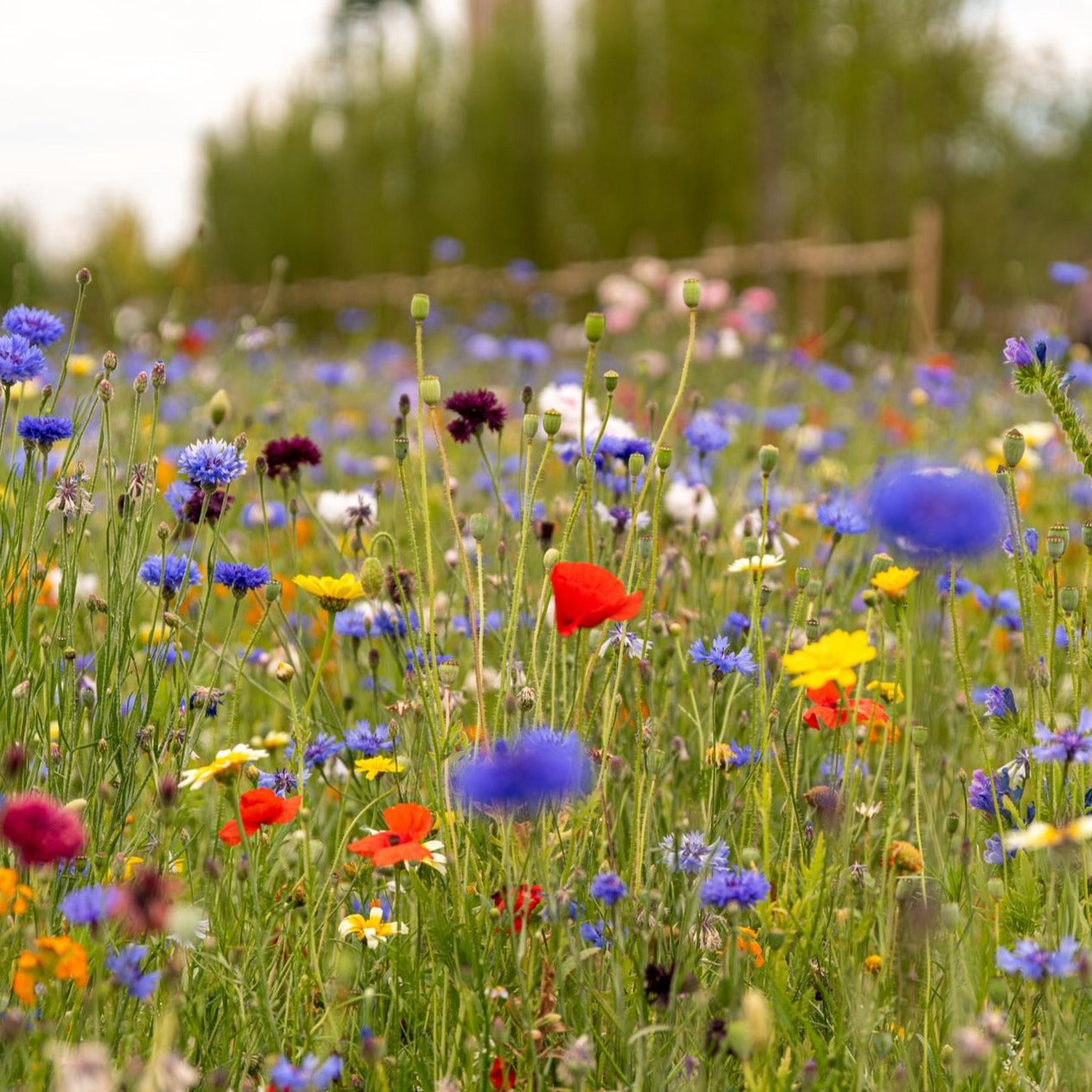 Grow Your Own Pollinator Kit