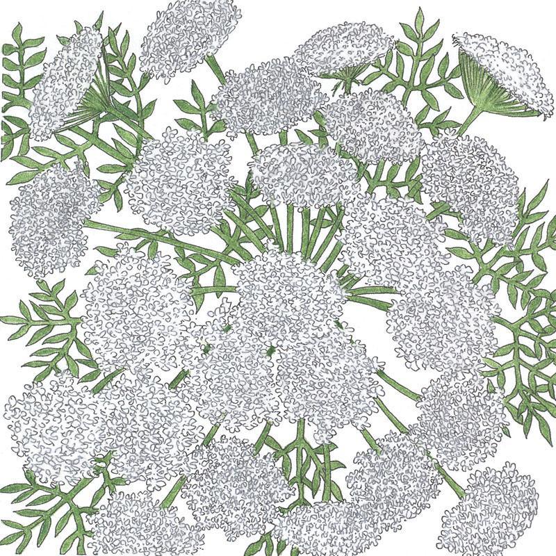 Queen Anne's Lace (1/4 lb)