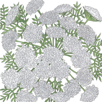 Queen Anne's Lace (1/4 lb)