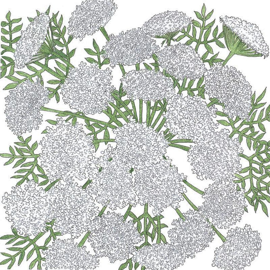 Queen Anne's Lace (1/4 lb)