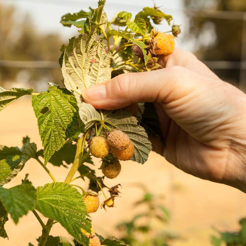Fall Gold Raspberry Specimen Raspberry - Fall Gold – Set Apart Farm & Gardens