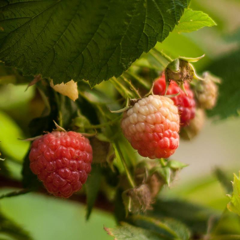 Raspberry - Red Heritage