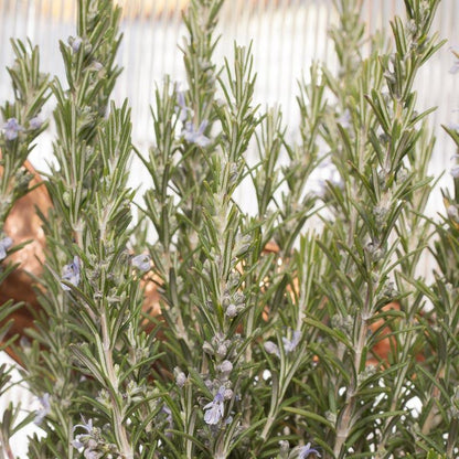 Rosemary Seeds (Organic)