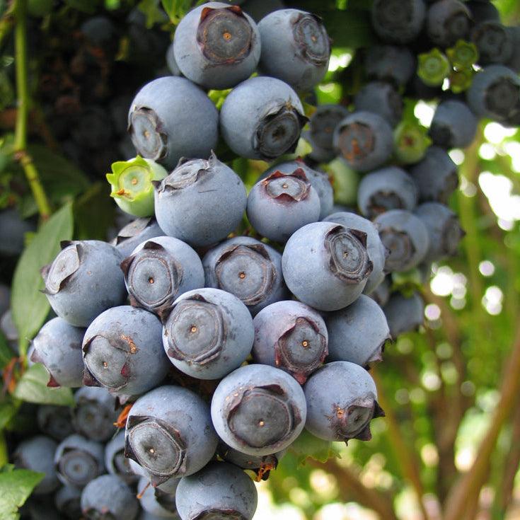 Star Blueberry (Early Harvest)