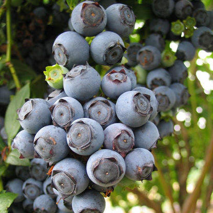 Star Blueberry (Early Harvest)