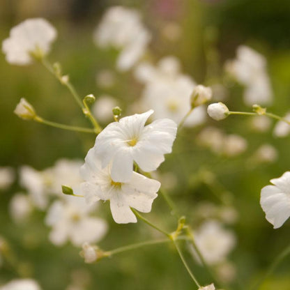 Baby's Breath (pack)